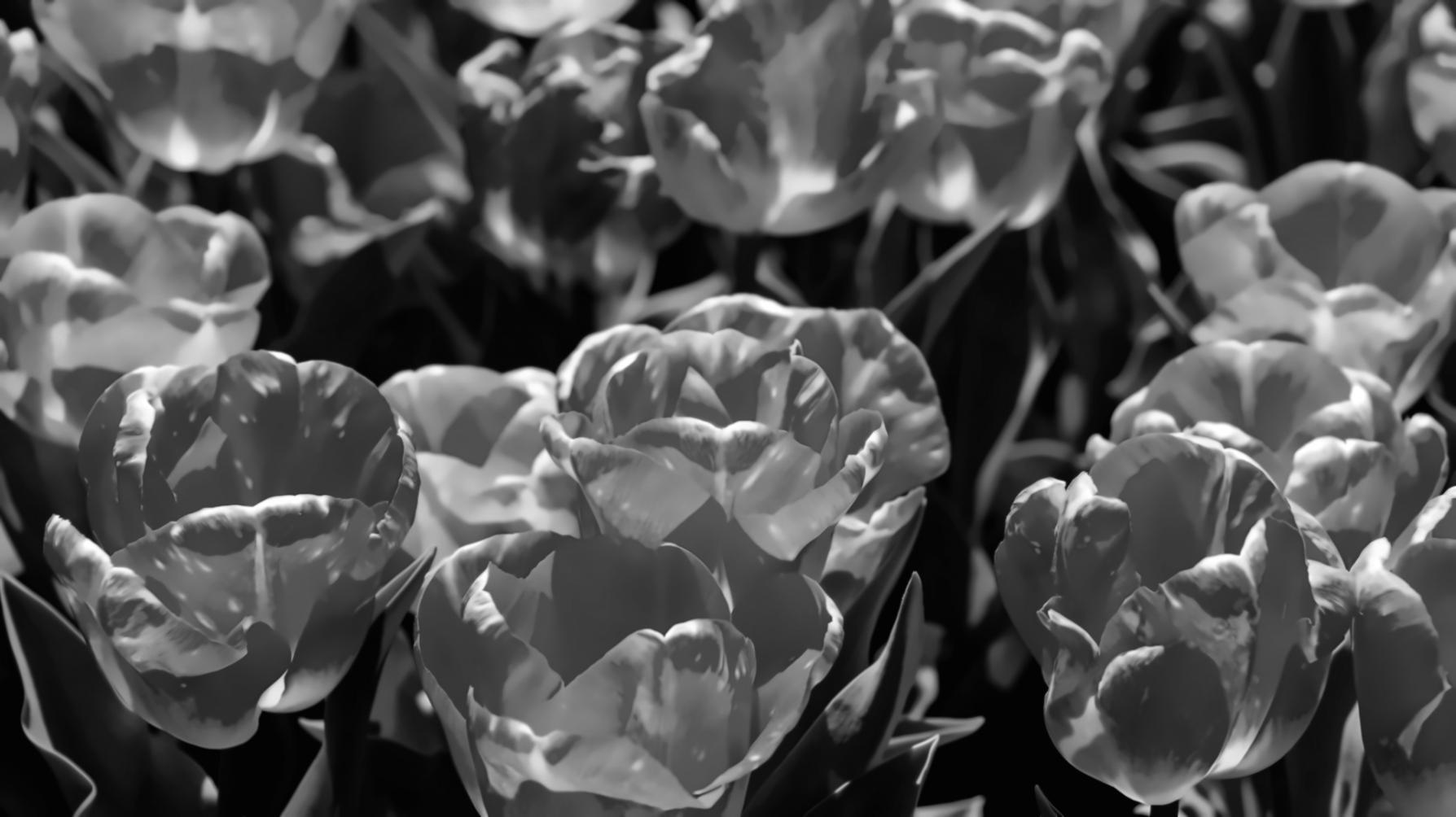 Fresh flower arrangements prepared for delivery